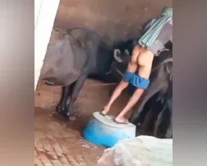 Độc lạ Ấn độ cụ ống nứng cặc đi đá đít bò | VIET69