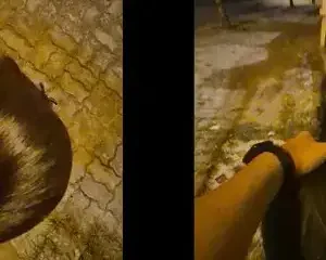 Khi em người yêu nghiện chơi public dừng xe giữa đường để em bú cu doggy | VIET69